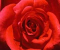 fleur